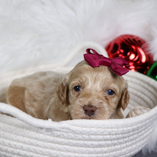 Asia - Available 1/21