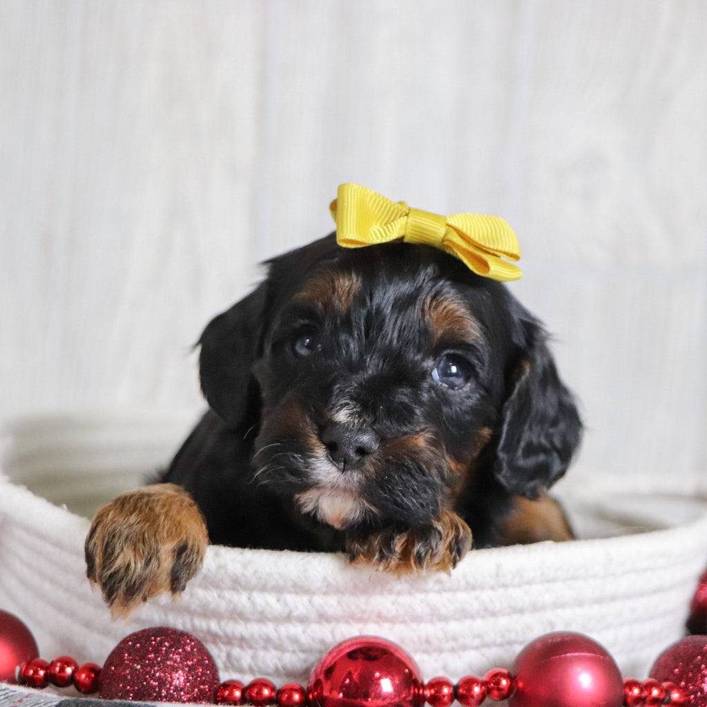 Athena - Available 1/8