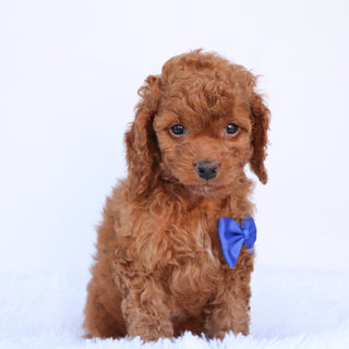 Aubin - Available 9/24