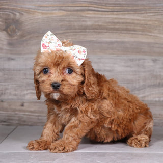 Audrey - Available 5/6
