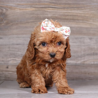 Audrey - Available 5/6