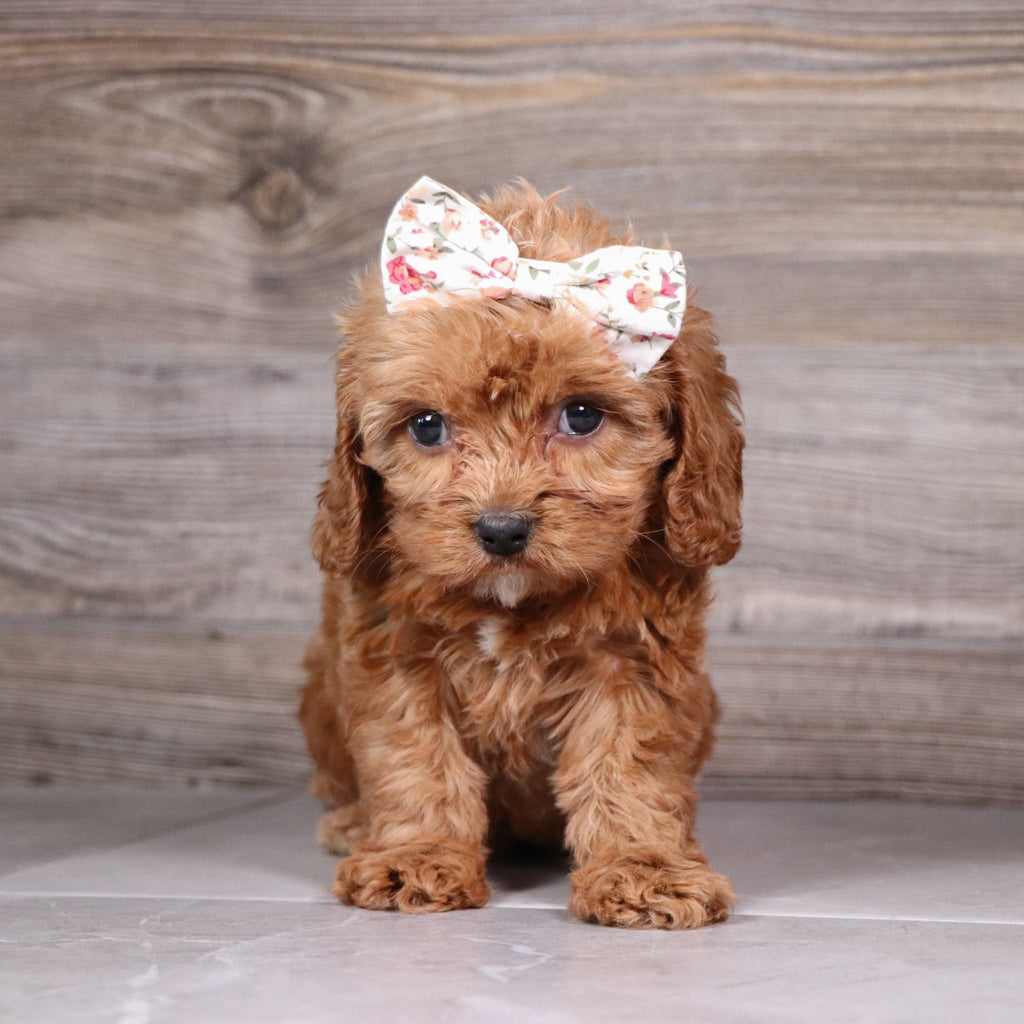 Audrey - Available 5/6