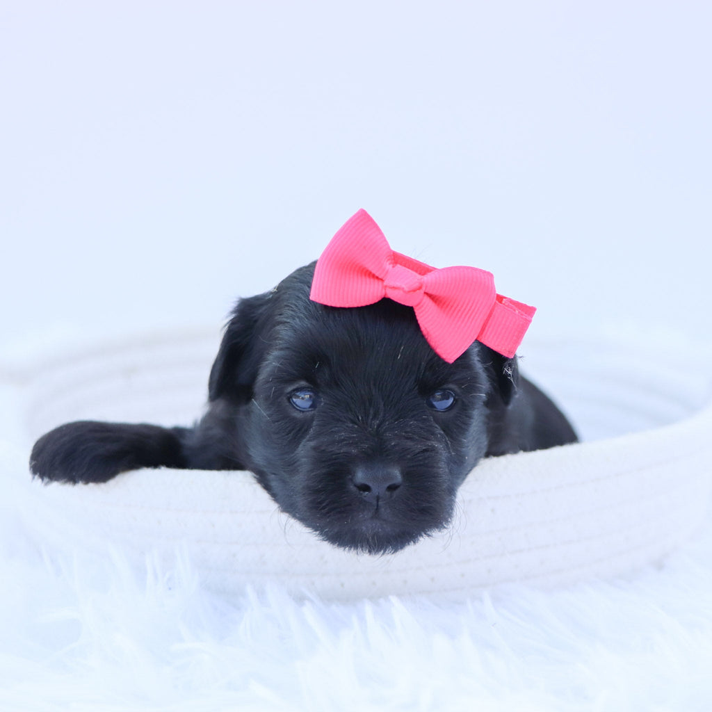 Audrey - Available 9/17