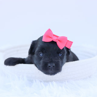 Audrey - Available 9/17
