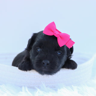Audrey - Available 9/17