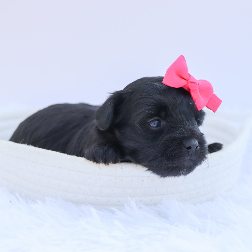 Audrey - Available 9/17