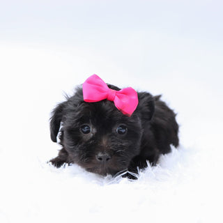 Audrey - Available 9/24