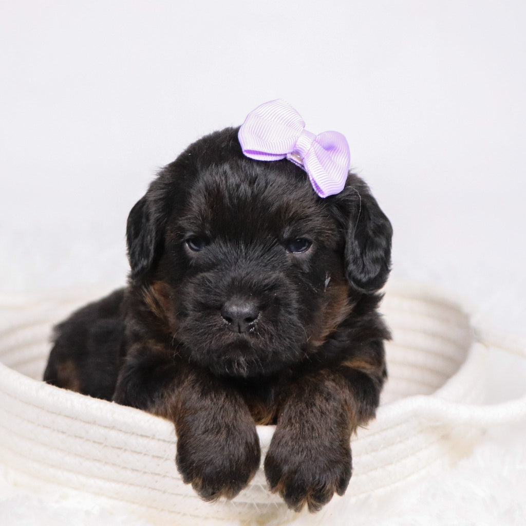 Aurora - Available 12/17