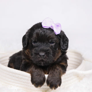 Aurora - Available 12/17