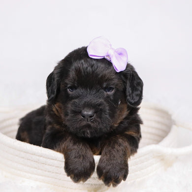 Aurora - Available 12/17