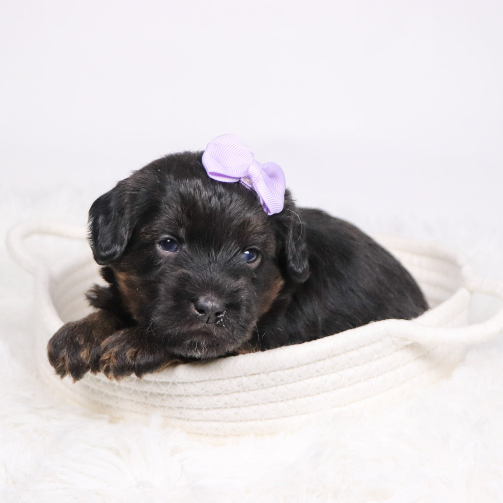 Aurora - Available 12/17