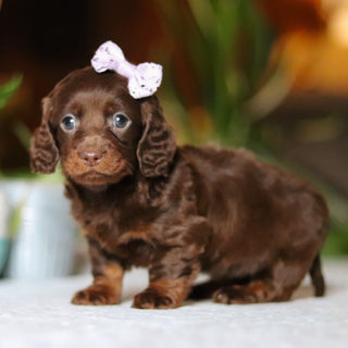 Autumn - Available 12/10