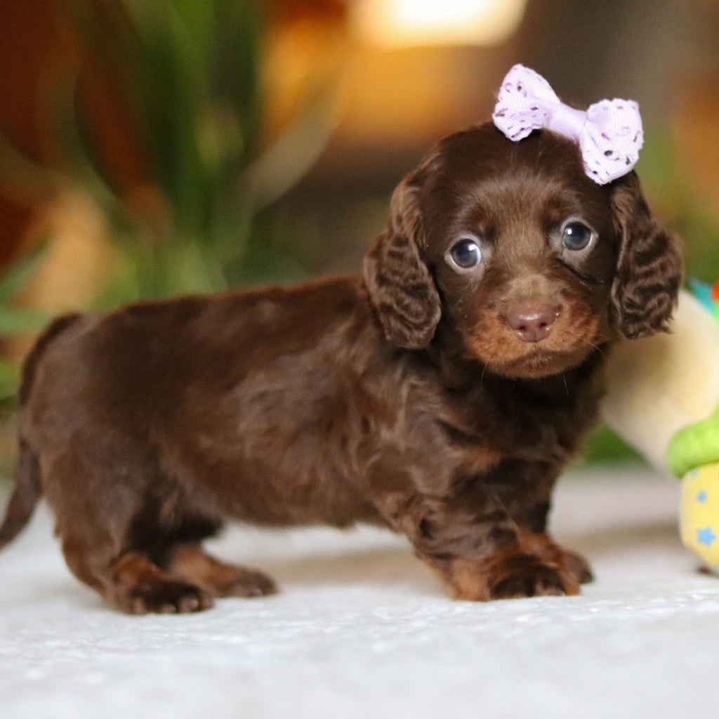 Autumn - Available 12/10