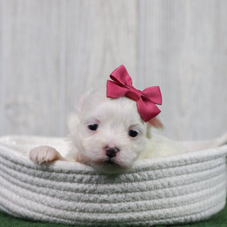 Puppies for sale in Weddington