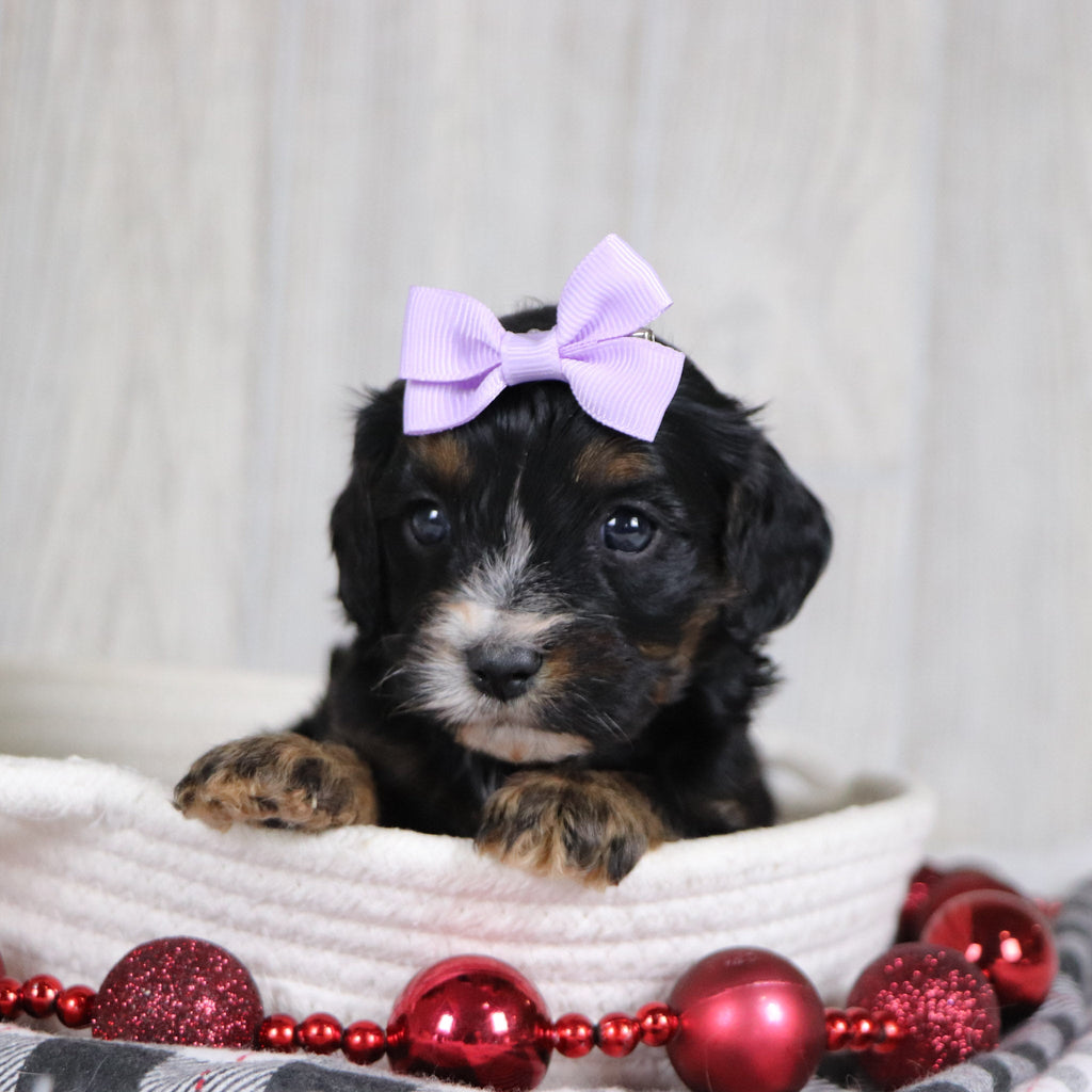 Avery - Available 1/8