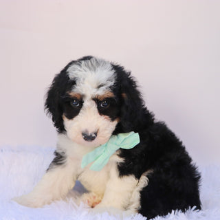 Axton - Available 9/24