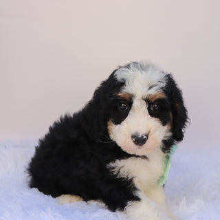 Axton - Available 9/24