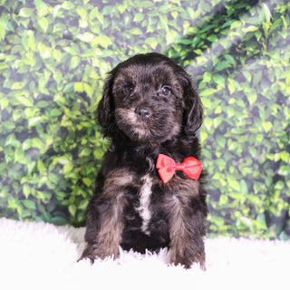 Badar - Available 12/10