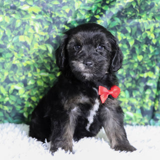 Badar - Available 12/10