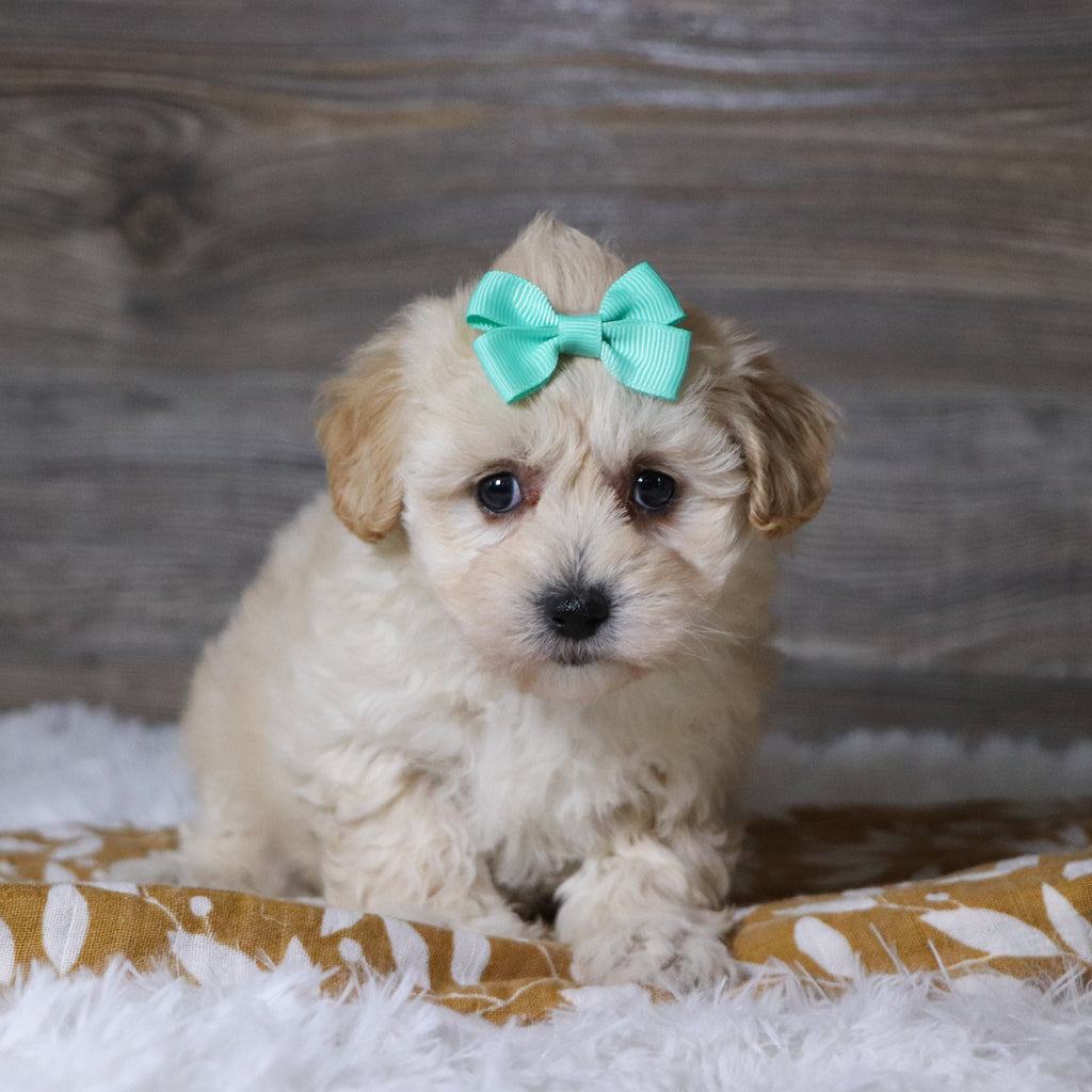 Bailey - Available Now