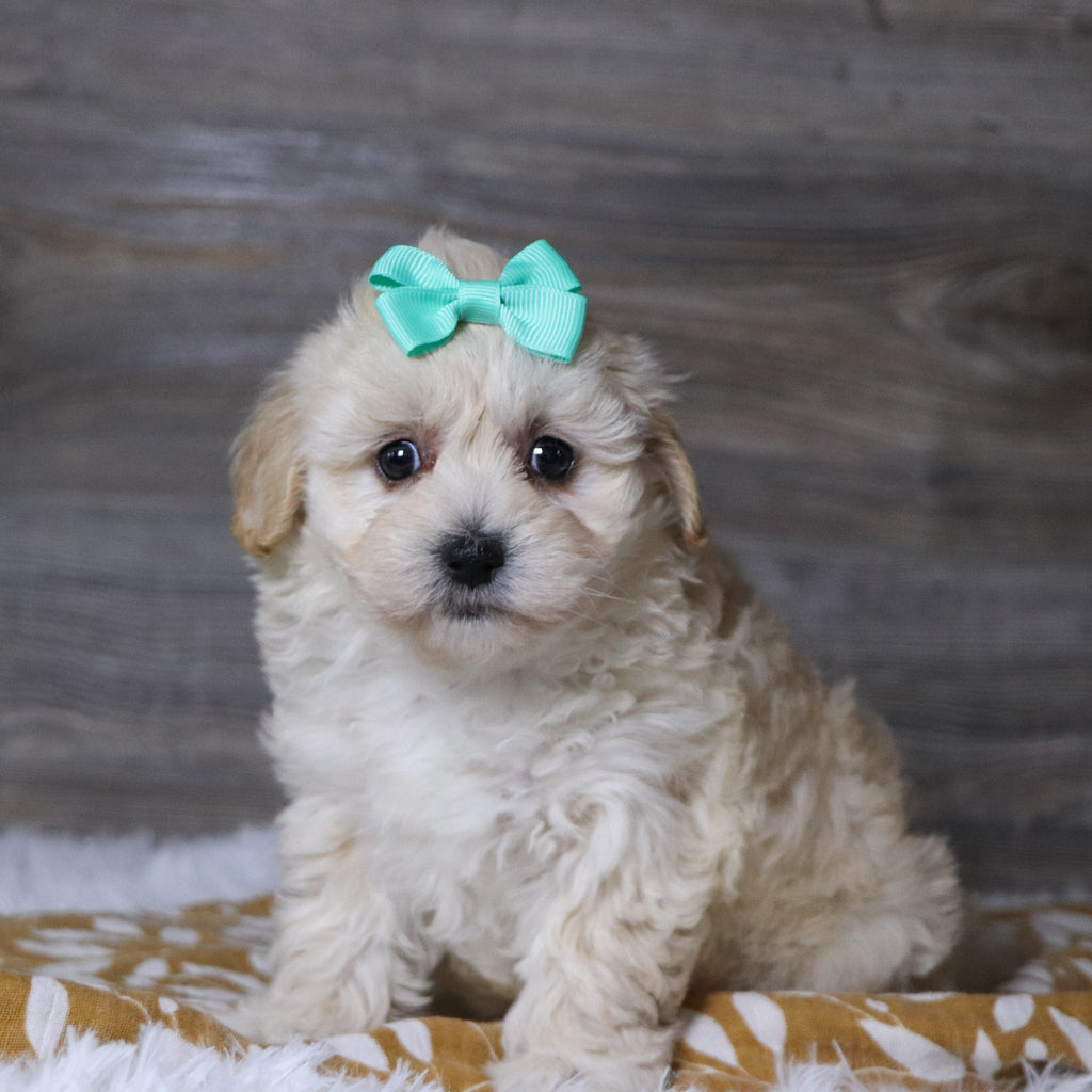 Bailey - Available Now