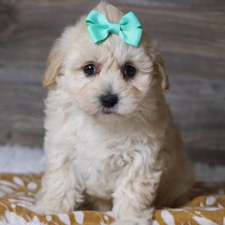 Bailey - Available Now