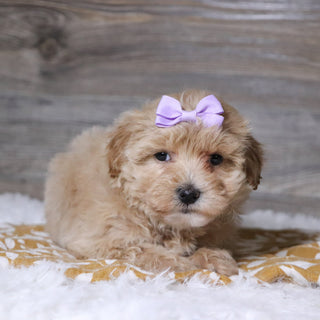 Baina - Available 12/3