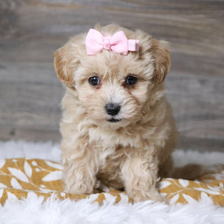 Baka - Available 12/3