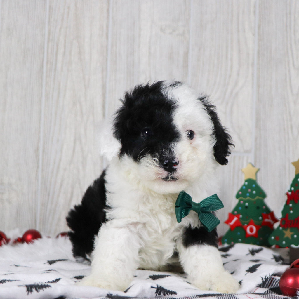 Baker - Available 12/10