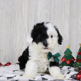 Baker - Available 12/10