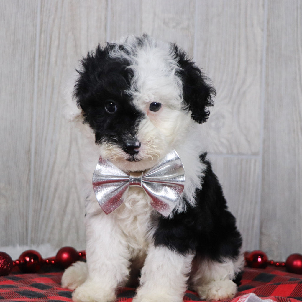 Baker - Available 12/10