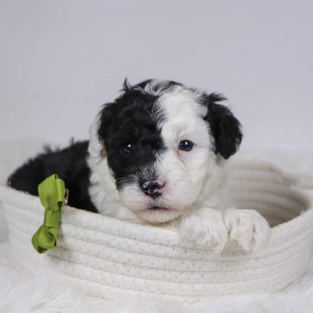 Baker - Available 12/10