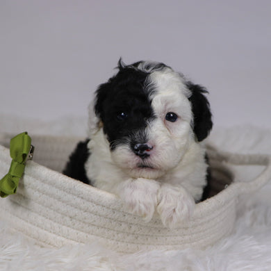 Baker - Available 12/10