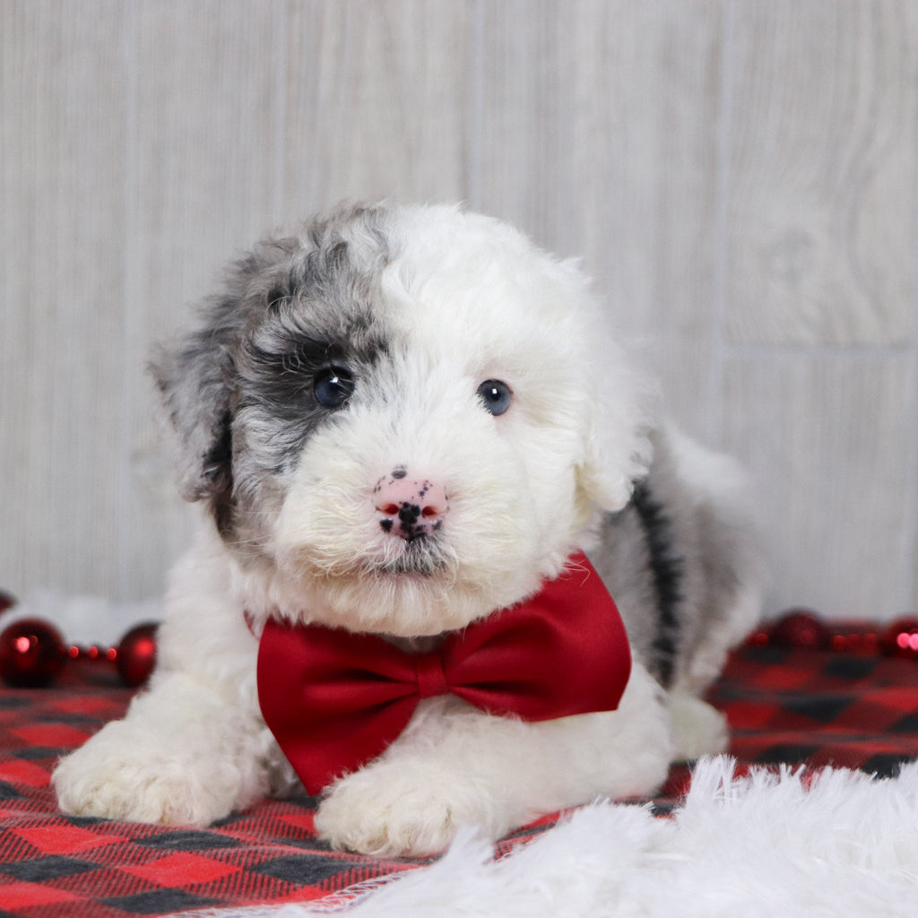 Balder - Available 12/10