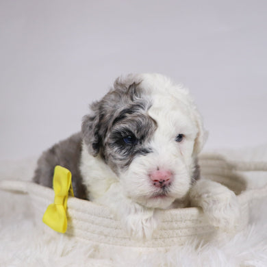 Balder - Available 12/10