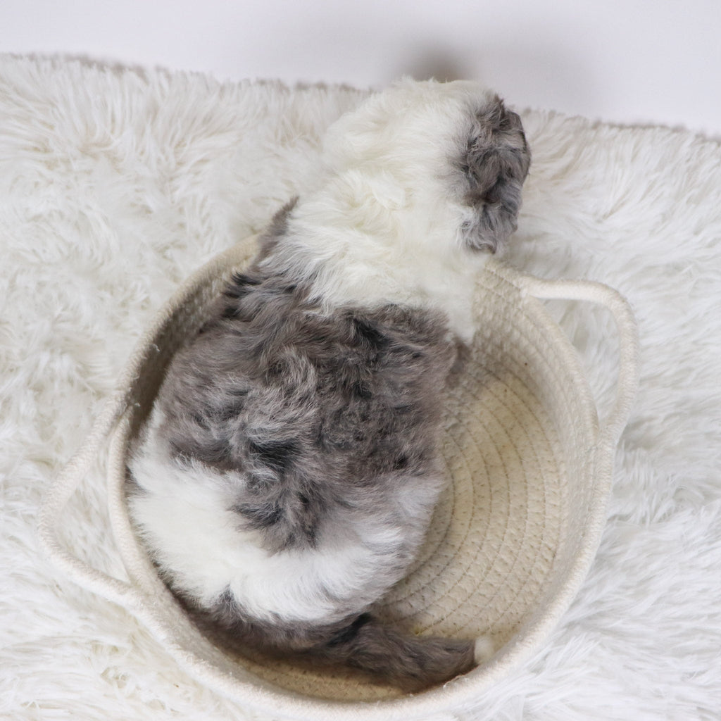 Balder - Available 12/10