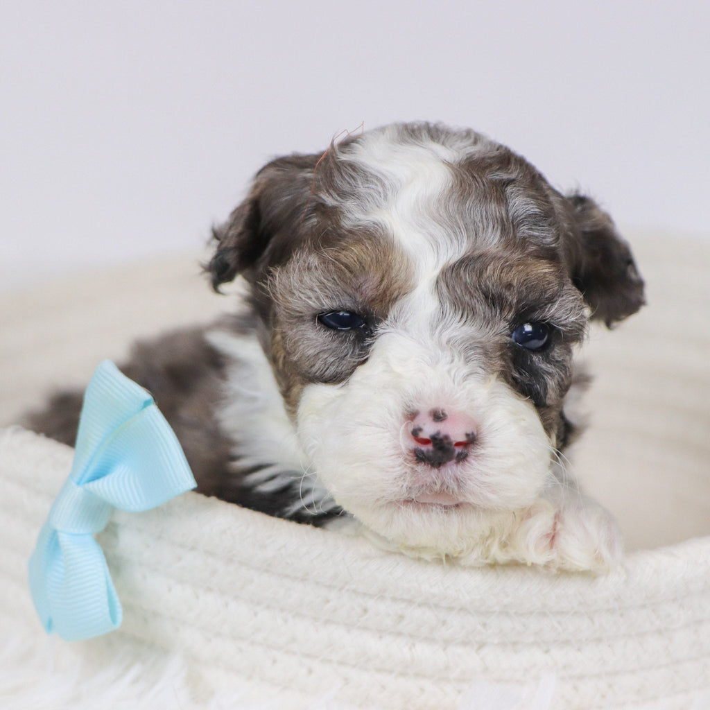 Baliff - Available 12/10