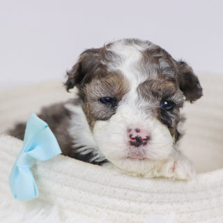 Baliff - Available 12/10