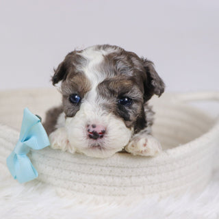 Baliff - Available 12/10