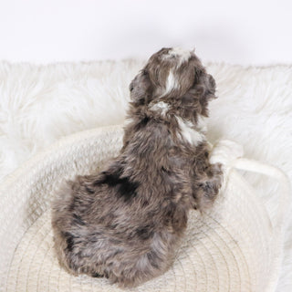 Baliff - Available 12/10