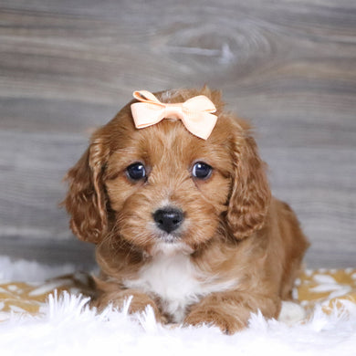 Ballari - Available 12/3