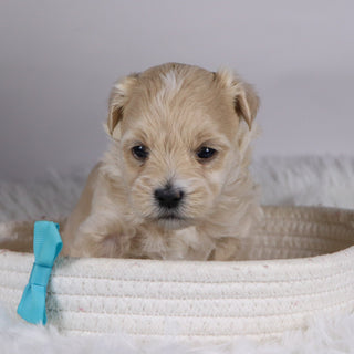 Banjo - Available 12/10