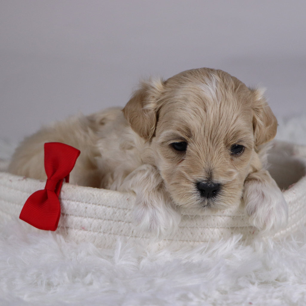 Banner - Available 12/10