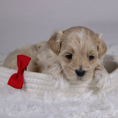 Banner - Available 12/10