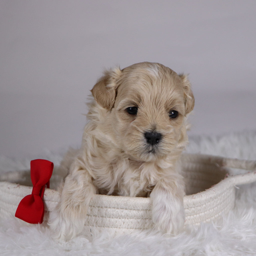 Banner - Available 12/10