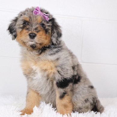 Barbie - Available Now