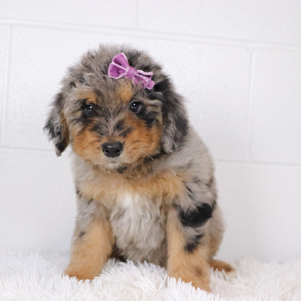 Barbie - Available Now