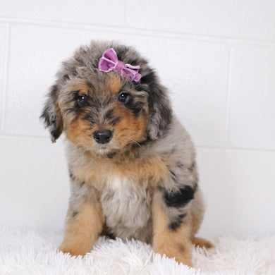 Barbie - Available Now