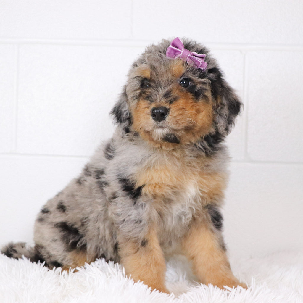 Barbie - Available Now