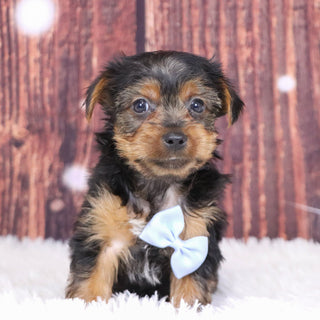 Barden - Available 12/10